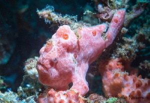 This frogfish portrait is my first attempt at using a sno... by Susan Nickerson 